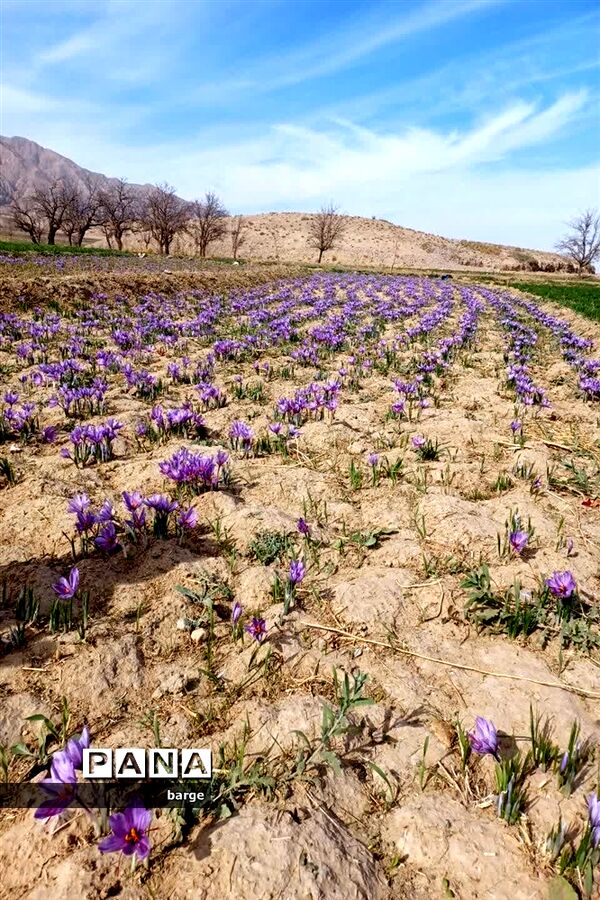 برداشت زعفران در روستای اردکول شهرستان زیرکوه