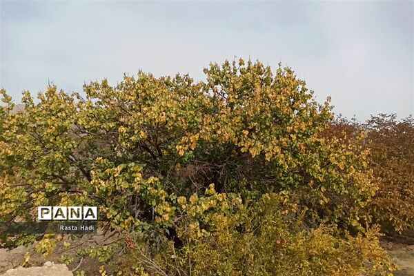 پاییز در شهر سورمق