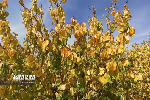 پاییز در شهر سورمق