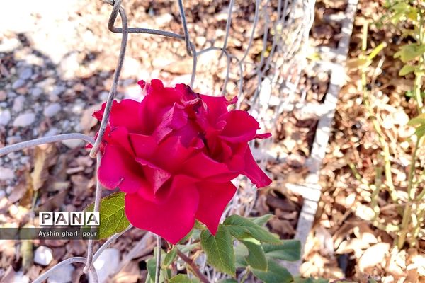 فصل پاییز در شیراز