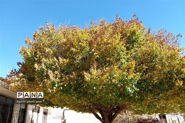 فصل پاییز در شیراز