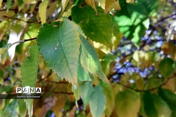 فصل پاییز در شیراز