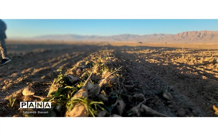 کشت و آبیاری چغندر به روش مکانیزه در شهرستان فاروج