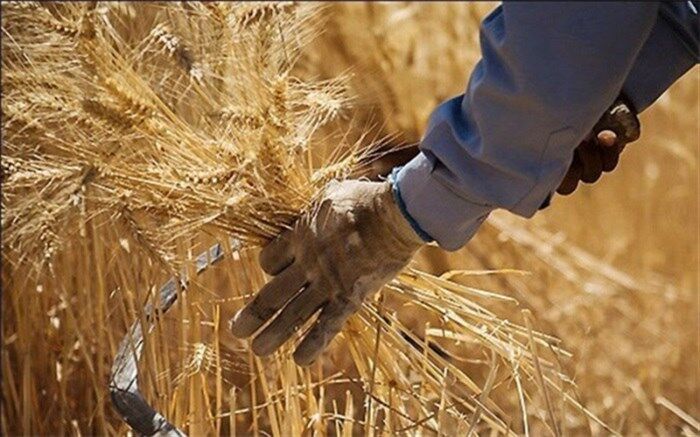 در مسیر خودکفایی گندم؛افزایش تولید و کاهش واردات