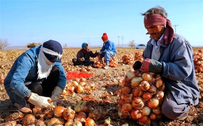عوارض صادرات پیاز ۱۰۰ درصد شد
