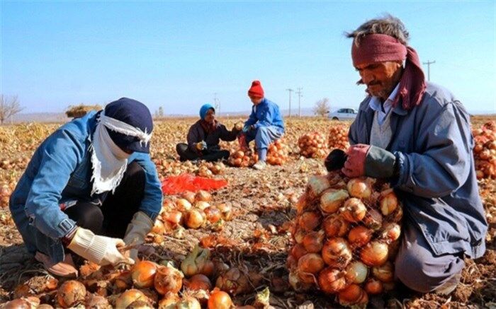عوارض صادرات پیاز ۱۰۰ درصد شد