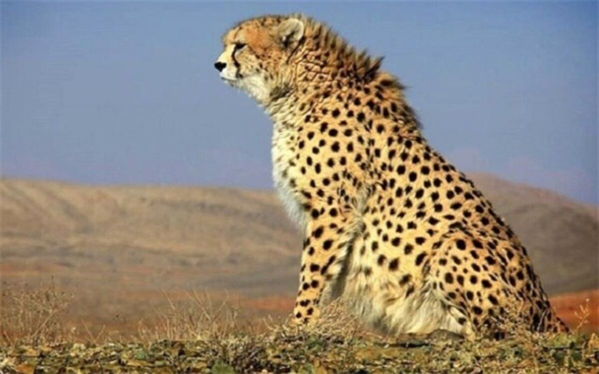 فرصت ۵ ساله برای نجات یوز از انقراض