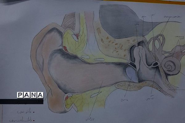 نمایشگاه زیست شناسی در مدرسه مریم عذرا دماوند