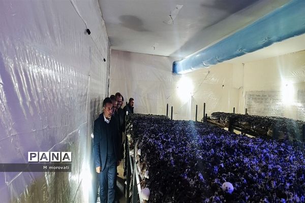 بازدید از کاشت قارچ و  گلخانه کاشت و پرورش خیار در هنرستان کشاورزی هاشمی نژاد شهر آشخانه