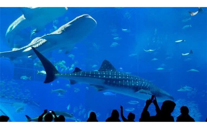 شهرداری اصفهان آماده حضور در عرصه‌های آموزشی، پژوهشی و توسعه پرورش ماهی است