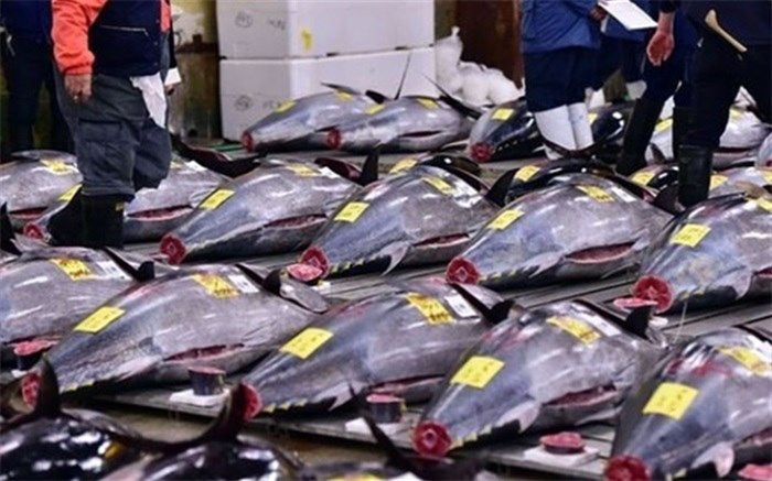 ۲۰۰ هزار تن ماهیان تون در سال ۱۴۰۱ صید شده است