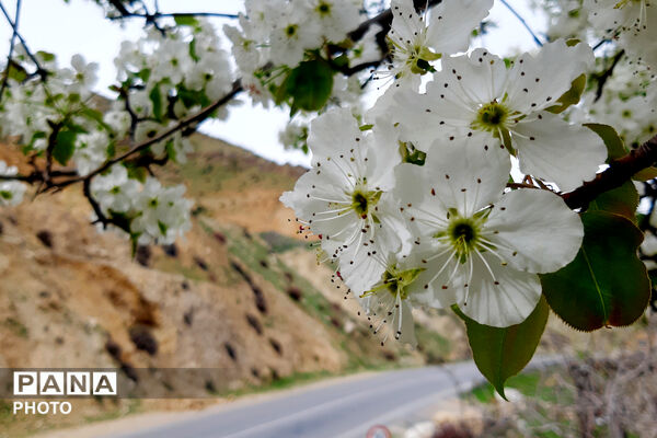 طبیعت روستای بیدله به هنگام بهار