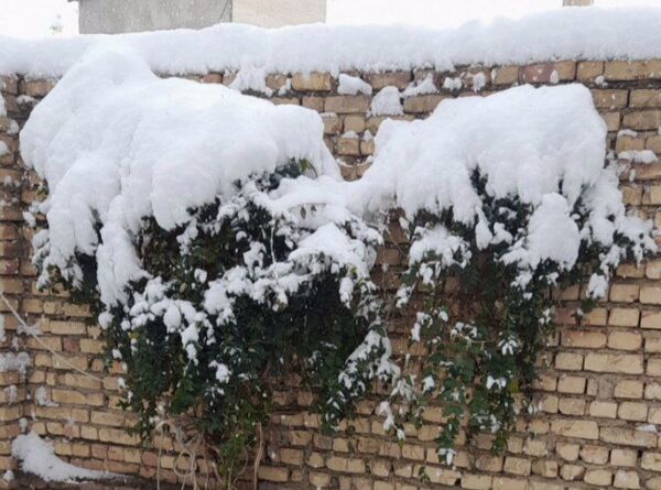 برف زمستانی، مهمان شهرستان کیار