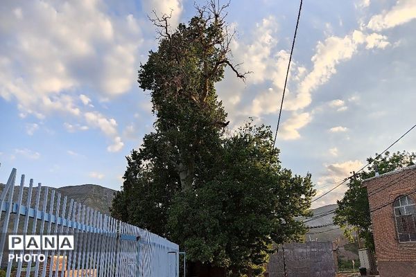آلبوم تصویری از طبیعت زیبای شهر بار در اردیبهشت‌ماه  ۱۴۰۵ـ۲