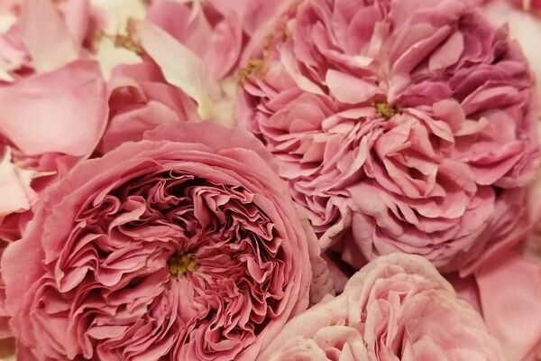 گل محمدی؛ طلای سرخ طبیعت و نماد عطر ایرانی