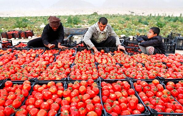 سود صادرات گوجه‌فرنگی سهم کشاورزان نشد