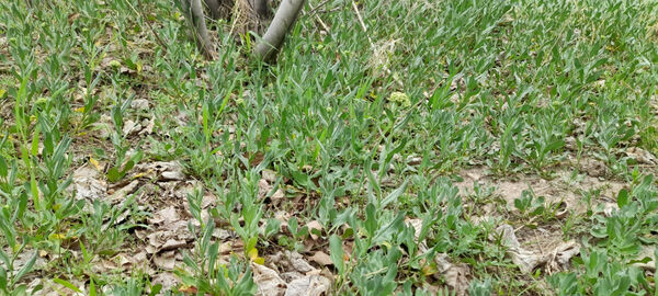 جلوه هایی از مناظر بهاری روستای «اسفید» شهر سلفچگان قم در روز طبیعت