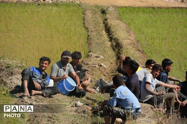 آغاز فصل تولکی در شالیزارهای روستای پلبریده