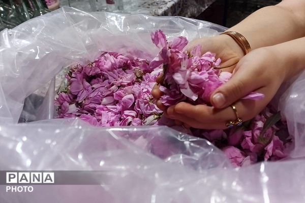 جشنواره گلاب گیری میناب با عطر شهدا 