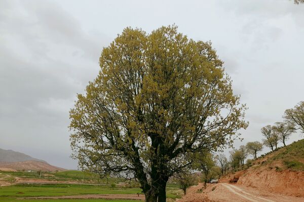 بهار، آغاز دوباره‌ی زندگی طبیعت 