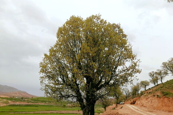 بهار، آغاز دوباره‌ی زندگی طبیعت 