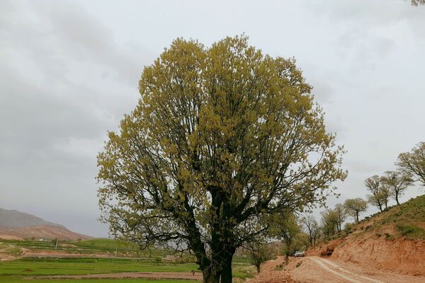 بهار، آغاز دوباره‌ی زندگی طبیعت 