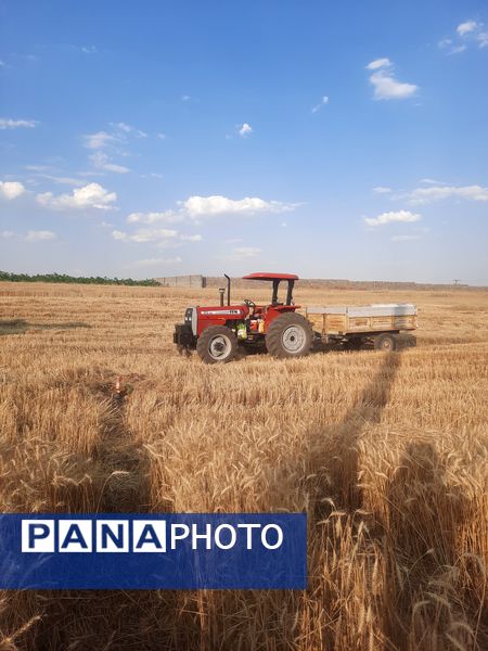  آغاز برداشت گندم از مزارع شهرستان هلیلان 
