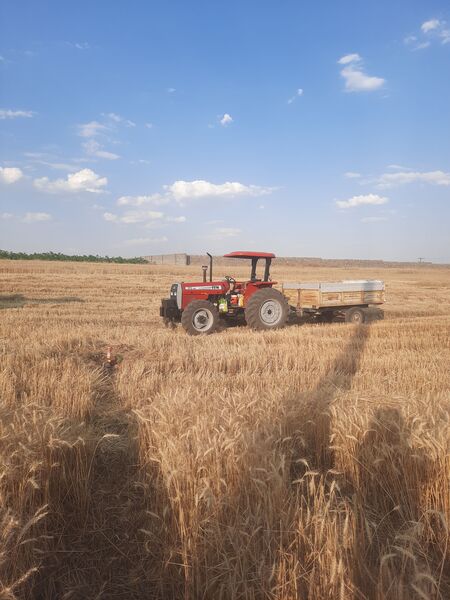  آغاز برداشت گندم از مزارع شهرستان هلیلان 