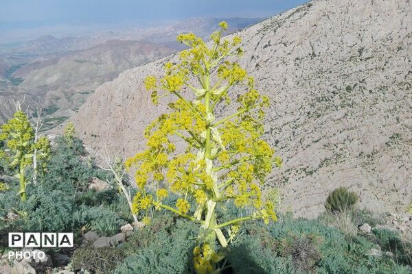 ارتفاعات شهر بار ذخیره‌گاه گیاهان دارویی کمیاب-۲