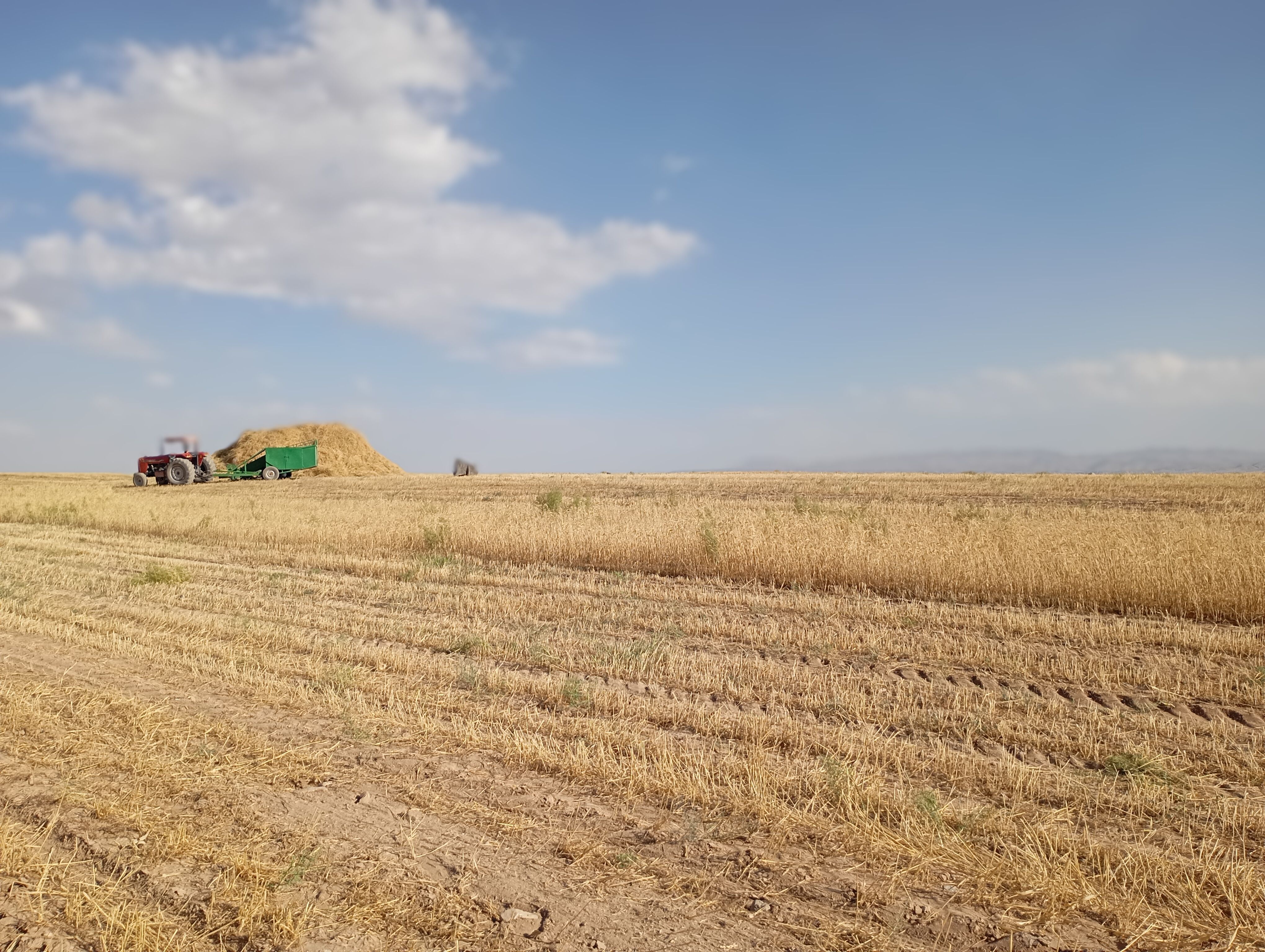 گندم، یکی ازمحصولات کشاورزی در روستای گزکوه 