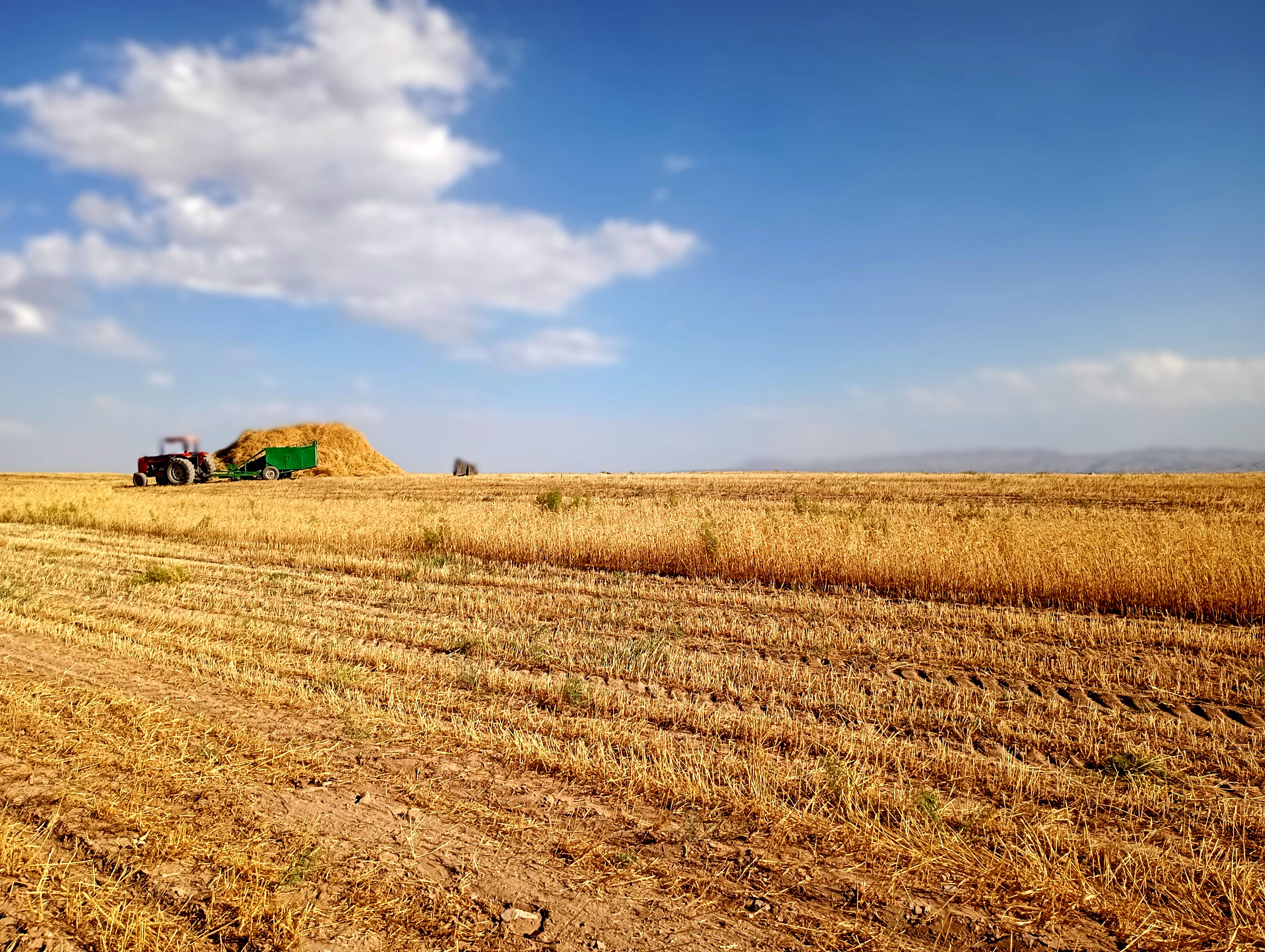 گندم، یکی ازمحصولات کشاورزی در روستای گزکوه 