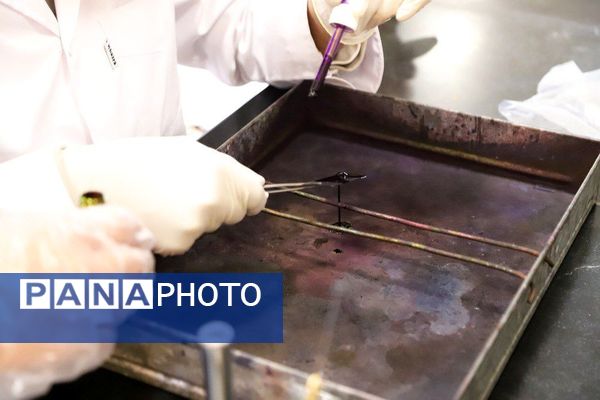 دوره‌های آموزشی هشتمین کارسوق ملی مهندسی ژنتیک در زنجان