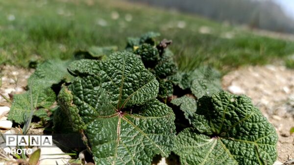 بردنکان؛ یکی دیگر از جاذبه های گردشگری روستای ده‌چشمه