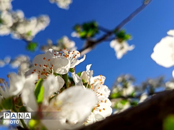 رویش شکوفه های امید در فصل بهار روستای برزنون 