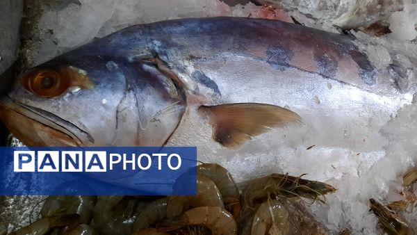 شور و نشاط مردم در چله بازارهای مشهد