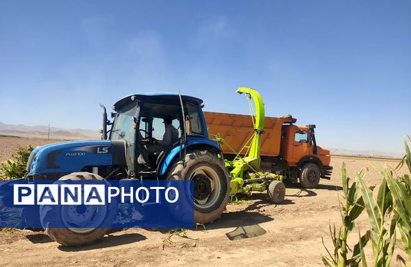 جمع آوری ذرت علوفه ای در روستاهای شهرستان فاروج 
