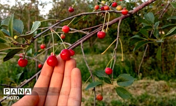 تضادِ سرخ و سبز؛ درنگی در باغ