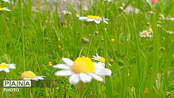 شکوفه‌های بهاری در بلندای زاگرس