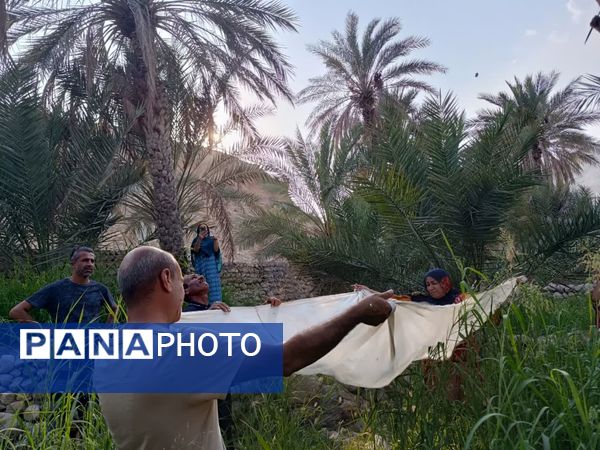 برداشت خرما در شهر رویدر 