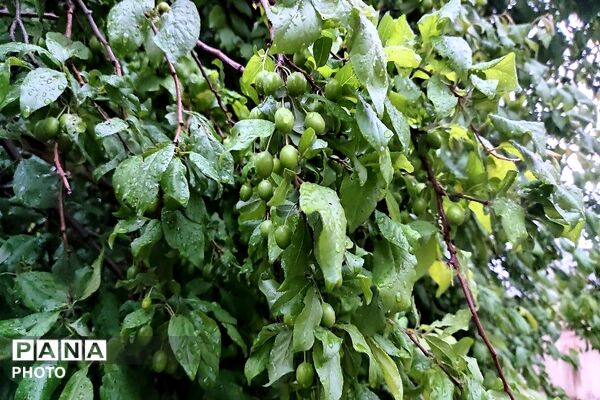 حال و هوای شهر بار بعد از بارش زیبای باران 