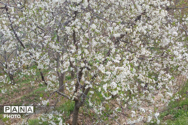 شکوفه‌های بهاری استان خراسان شمالی 