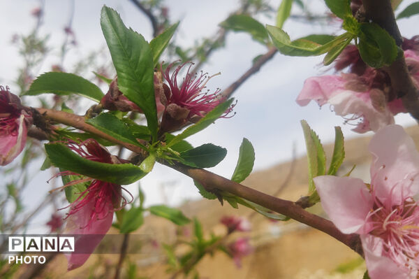 طبیعت روستای بیدله به هنگام بهار