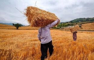 ۸۷ درصد مطالبات گندم‌کاران پرداخت شد