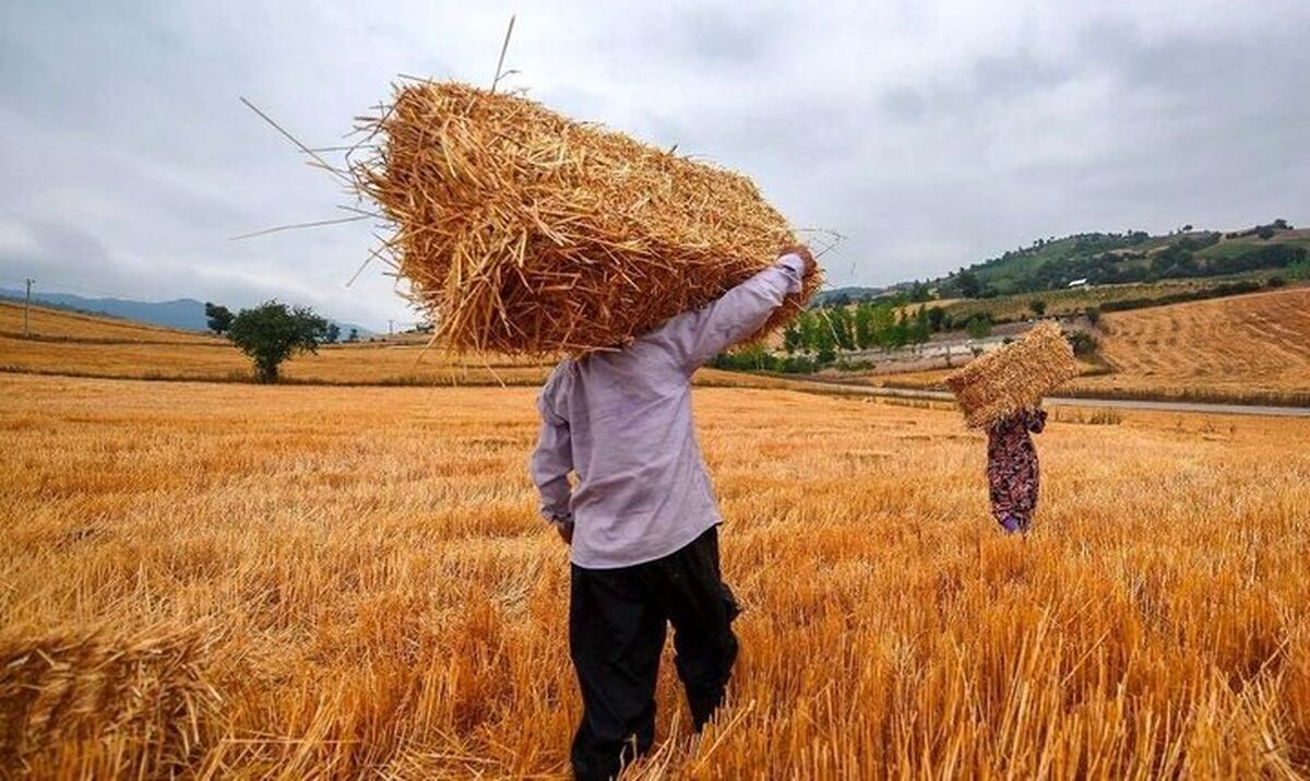 نرخ خرید تضمینی گندم یکم مهر مشخص می شود