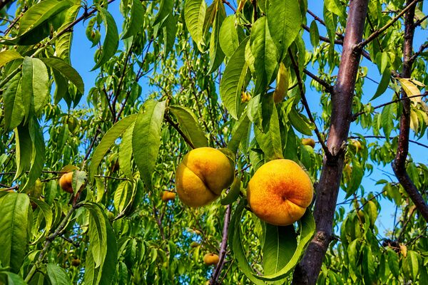 نظام شناسه‌گذاری و ردیابی محصولات کشاورزی با همراهی کشاورزان اجرایی می شود