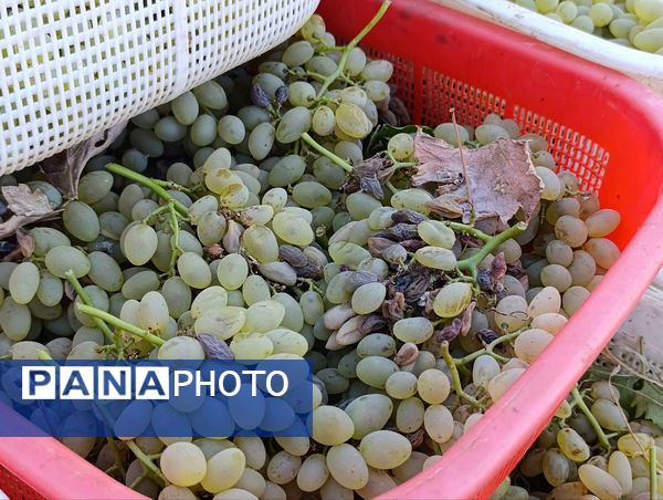 خسارت چند میلیارد تومانی چاه‌های موتور به باغات انگور