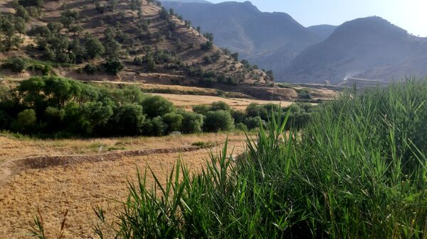 برداشت گندم در روستای بیدله
