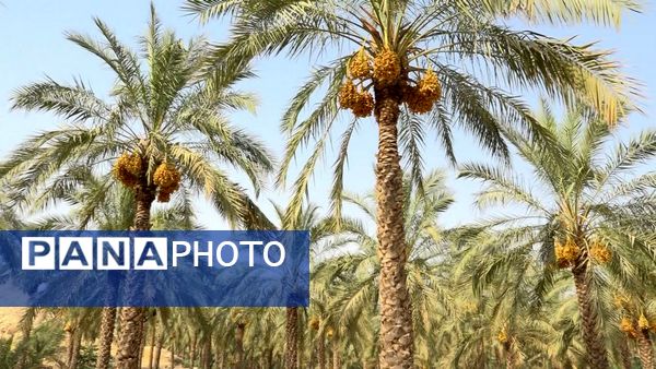 برداشت رطب از نخلستان‌های دالکی دشتستان 