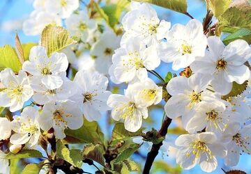 نوای بهار در پادکست نوروزی پانا کردستان