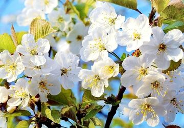 نوای بهار در پادکست نوروزی پانا کردستان